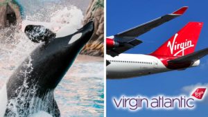 Virgin Holidays Axes SeaWorld's Captive Whale and Dolphin Tours