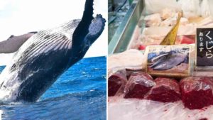 Japanese Lose Taste for Whale Meat As Whaling Returns