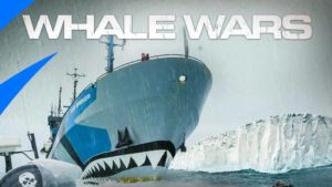 Animal Planet Exposes Whale Industry to 90 Million Households