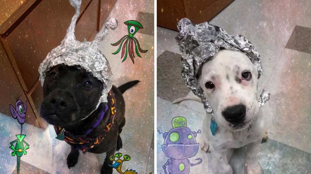 This Area 51 Shelter Made Its Animals Into Aliens So People Would Adopt Them