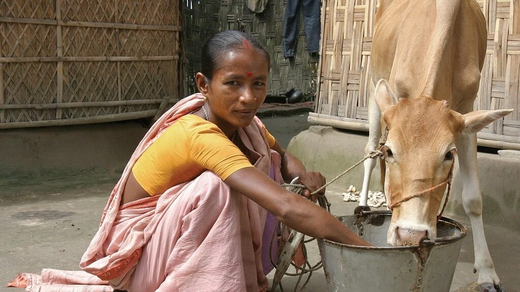 Milk Sales Drop 40% In Bangladesh As Consumers Fear Antibiotics