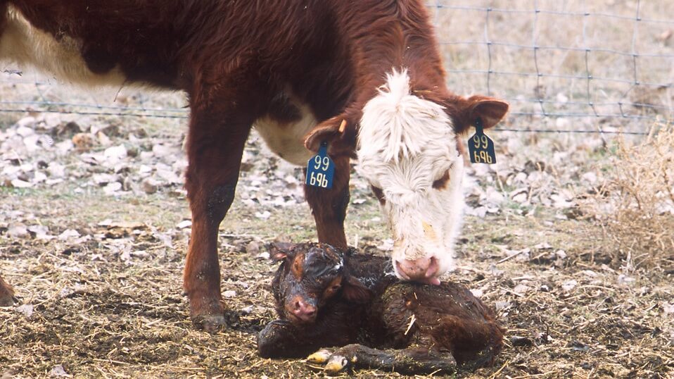 Morrisons Pledges to End Dairy Calf Slaughter