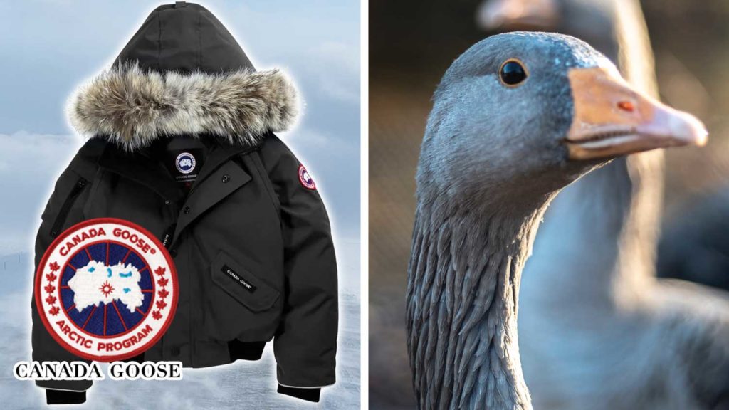 Canada Goose May Finally Realize Down Is Unethical