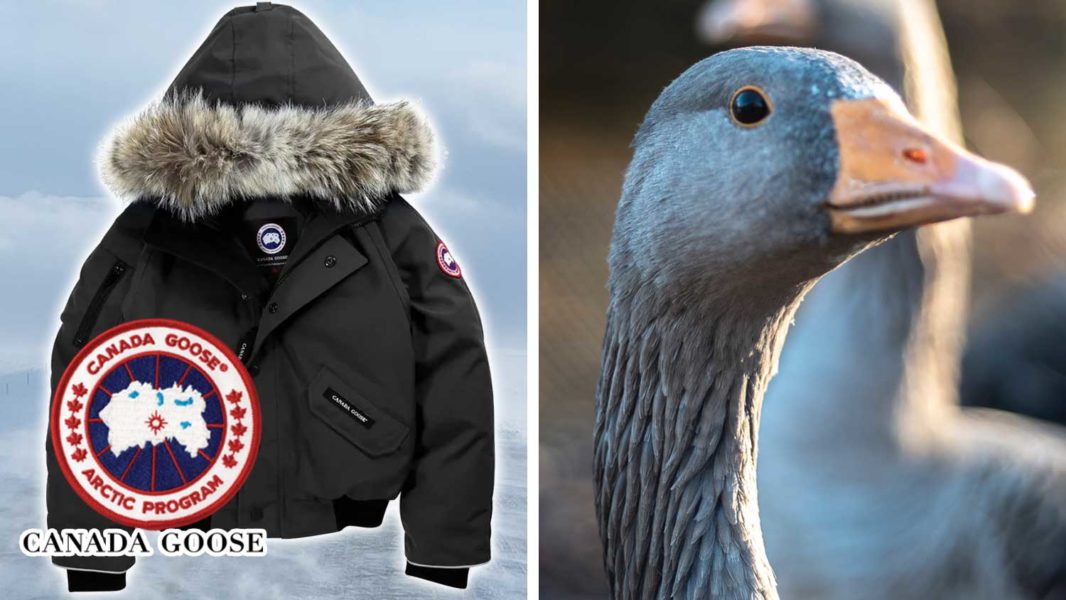Canada Goose May Finally Realize Down Is Unethical (Updated August