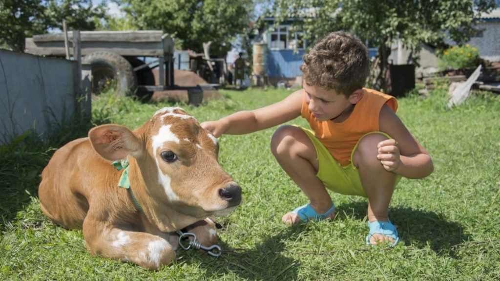 Therapy Cows Are a Thing Now and We Are So Here for It