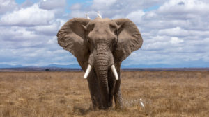 Yahoo! Bans the Sale of Elephant Ivory in Japan