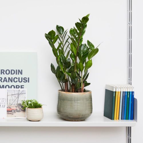 There’s a Hotel for Your House Plants In London
