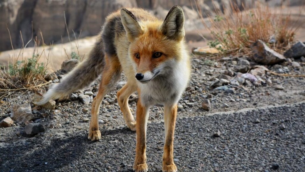 California Becomes First State to Ban Fur Trapping