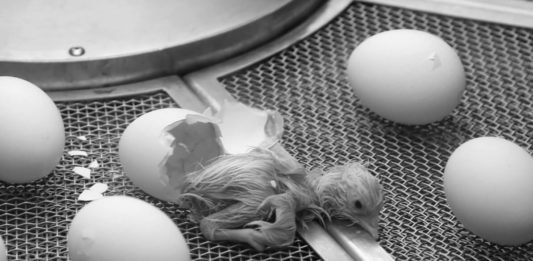 Switzerland Just Banned the Egg Industry From Grinding Live Chicks