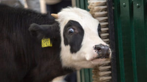 Switzerland May Soon Ban All Factory Farms