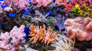 Scientists Are Growing Coral In a Lab to Save Dying Reefs