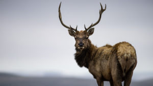 This Documentary Exposes How Big Dairy Is Threatening Wild Tule Elk Population