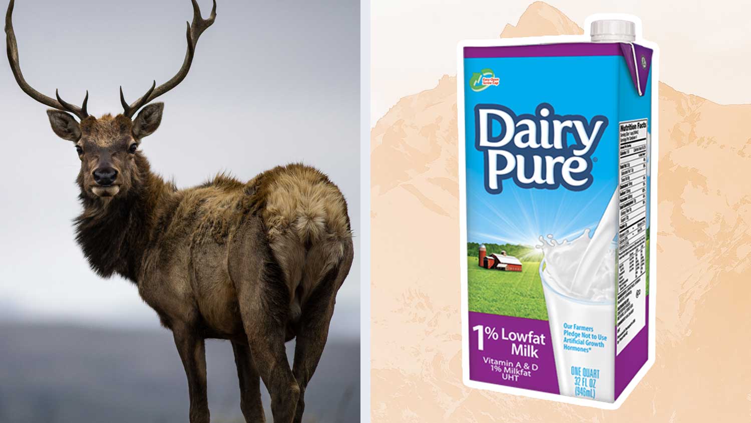 This Documentary Exposes How Big Dairy Is Threatening Wild Tule Elk Population