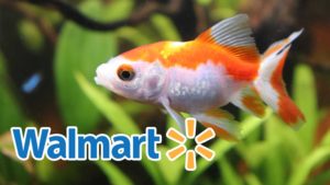 Walmart Just Banned Live Fish Sales
