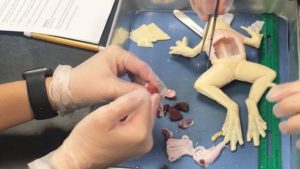 This School Is The First In the World to Use Synthetic Frogs for Dissection