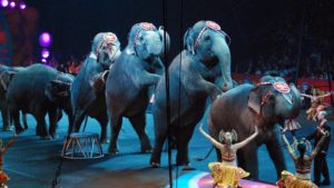 Wild Animal Circuses to be Banned in Paris