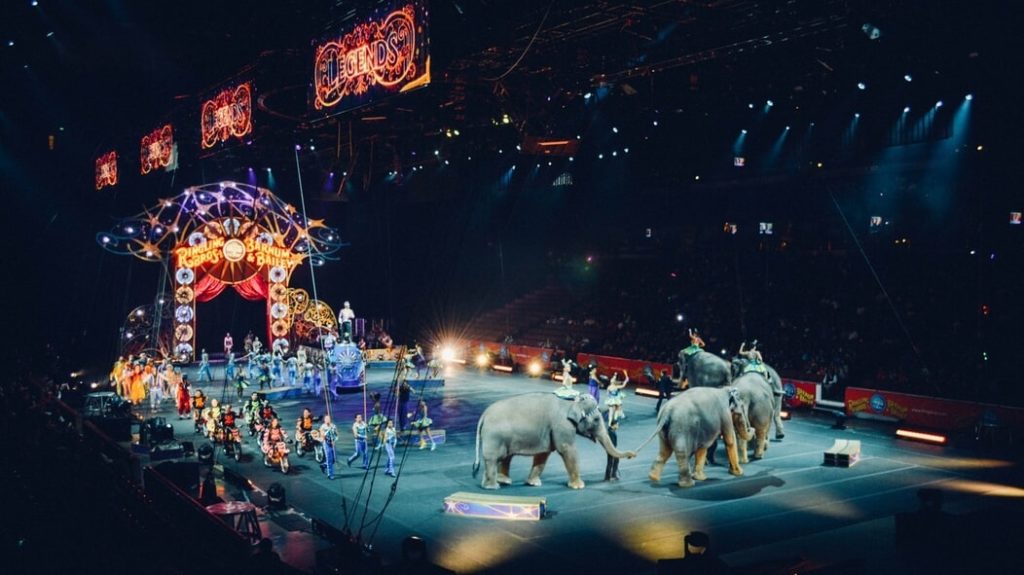 Denmark Paid $1.6 Million to Free 4 Circus Elephants