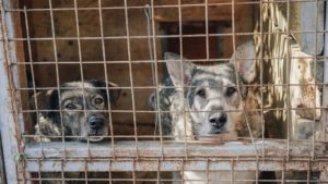 Seoul Ends the Slaughter of Dogs for Meat