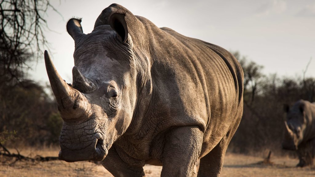 Fake Rhino Horns Could Bring an End to Poaching