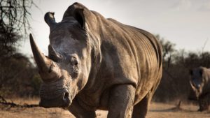 Fake Rhino Horns Could Bring an End to Poaching