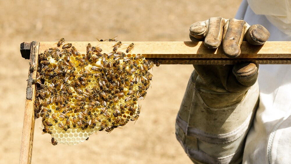 Science: Bees Are the Most Important Species on Earth