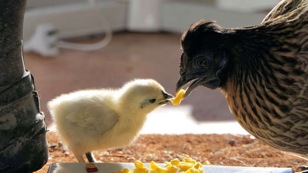 France Just Banned the Egg Industry From Shredding Male Chicks