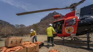 Helicopters Drop 2,200 Kilos of Veggies for Stranded Australian Wildlife