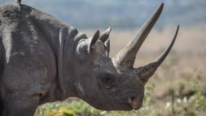 British Troop’s Anti-Poaching Mission Saves 17 Endangered Black Rhinos