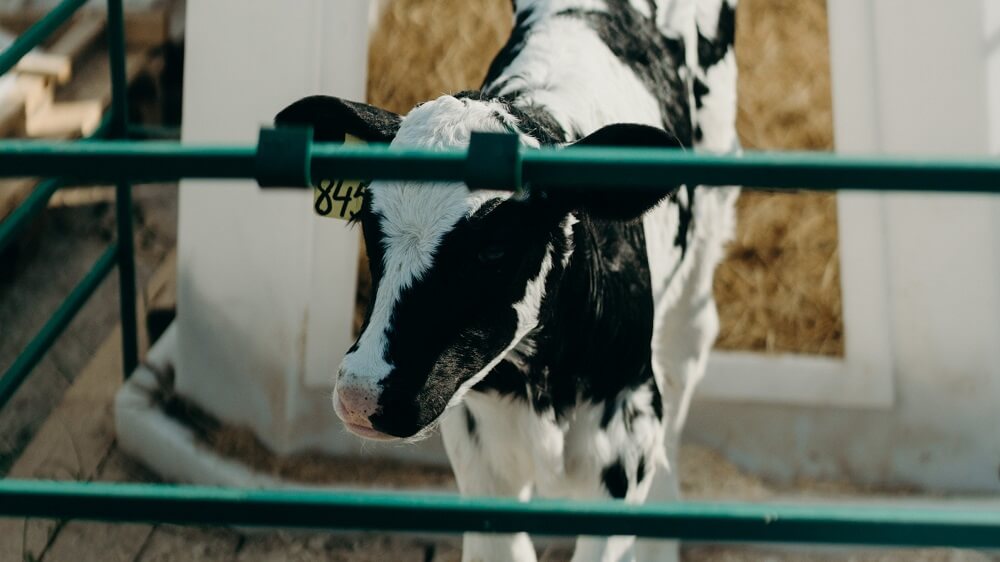 The Dairy Industry Is Collapsing Before Our Eyes: This Is Why