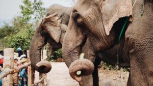 The Bangladesh Zoo Just Banned ‘Cruel’ Elephant Rides