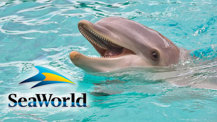 SeaWorld Just Banned Dolphin Surfing
