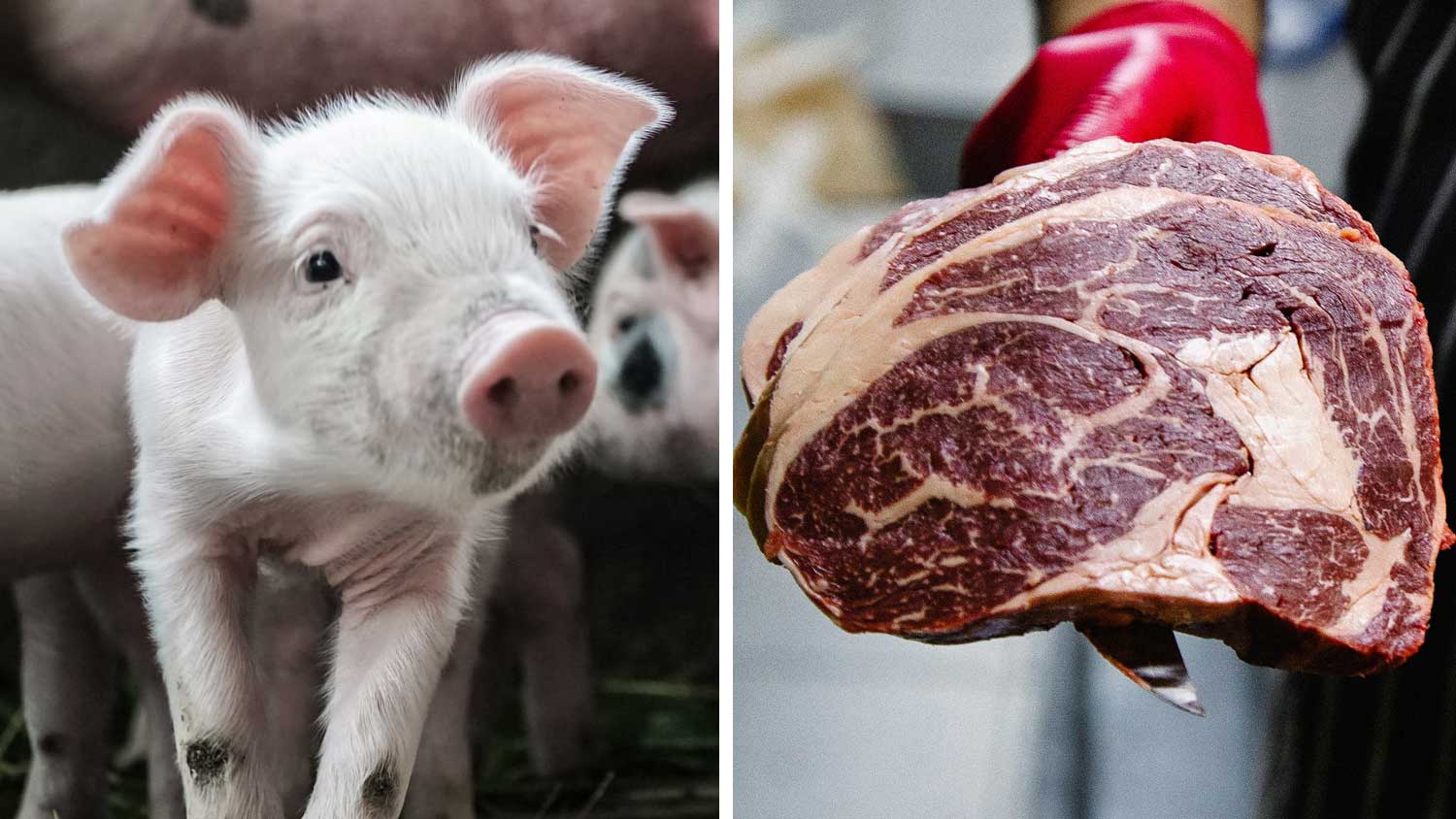 New Report Exposes How Unsustainable the Meat Industry Really Is