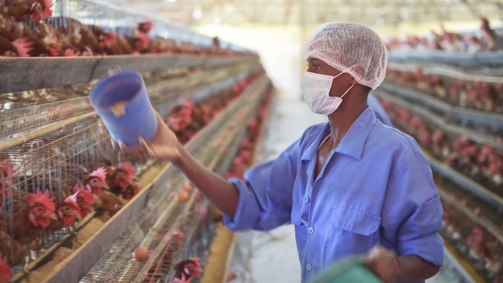 Struggling Chicken Farmers Concerned Over Demand for Vegan Meat
