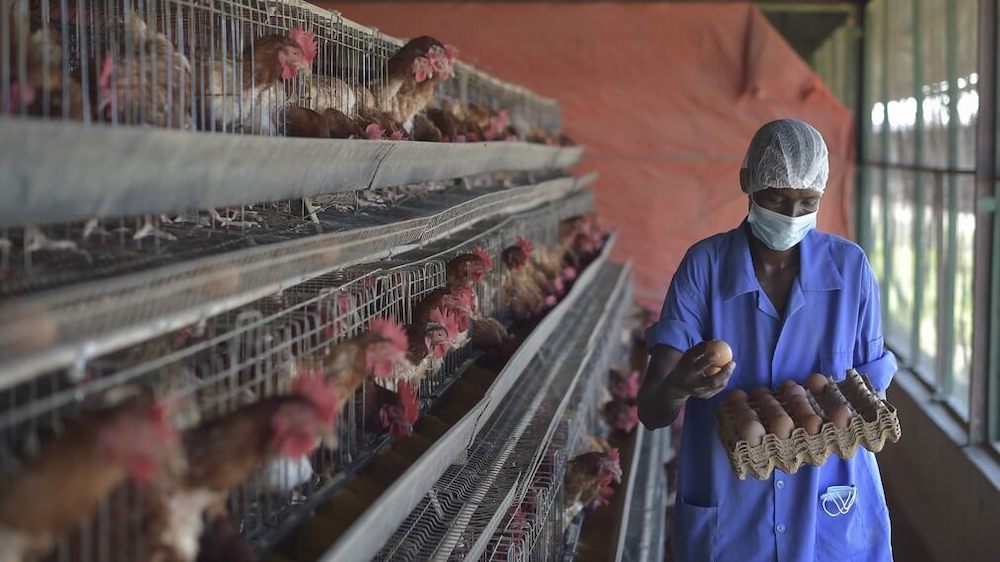 A Bird Flu Outbreak Threatens Germany’s Chicken Farmers