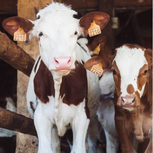 New Report Exposes How Unsustainable the Meat Industry Really Is