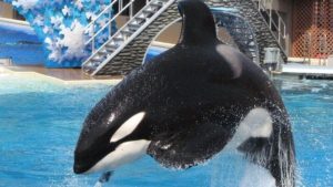 Snickers Cuts Ties With SeaWorld Over Animal Cruelty