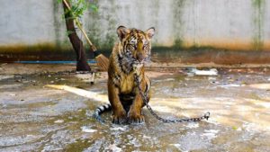 Oakland Just Banned Exotic Animals In Entertainment
