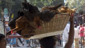 Chicken Sales Plummet Nearly 50% in India Due to Coronavirus