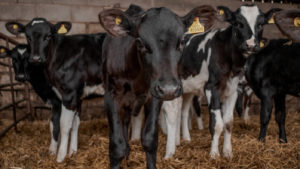 More Than 3200 U.S. Dairy Farms Shut Down In 2019