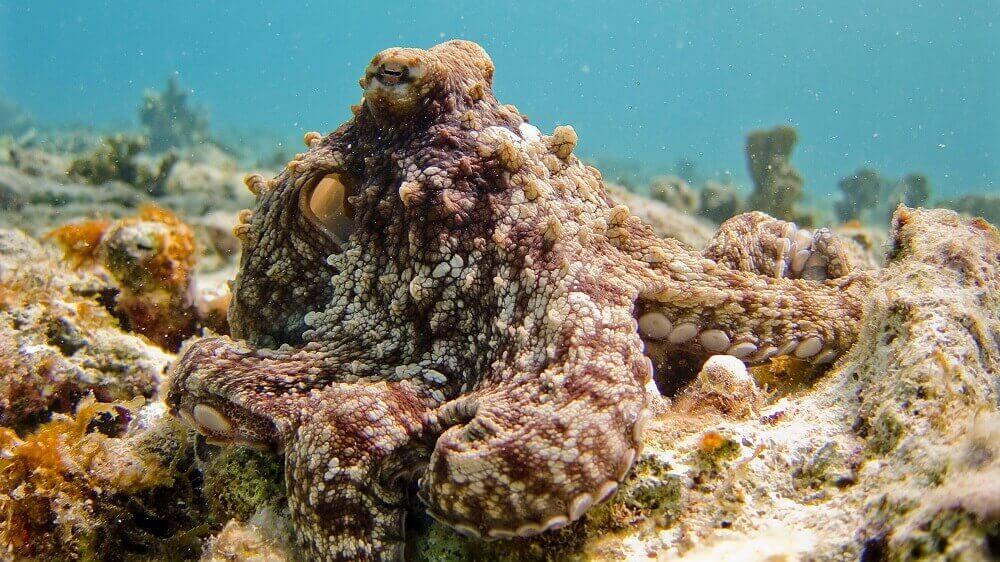 Are Octopuses the Smartest Animals In the Oceans?