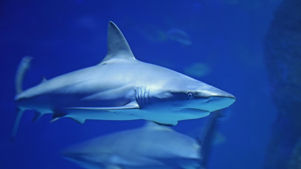 Florida's Senate Just Passed the Largest Shark Fin Ban In the U.S.