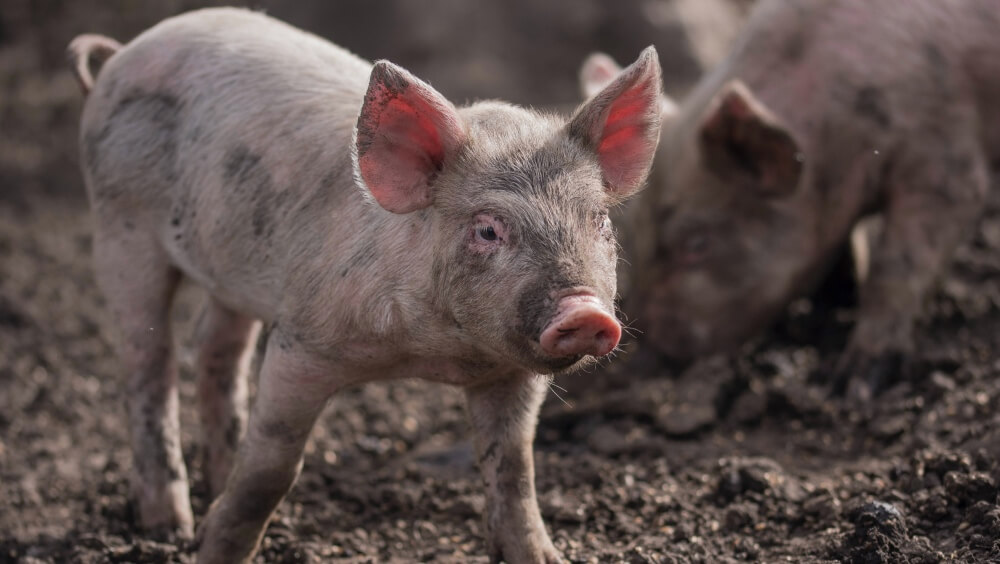 African Swine Fever Outbreak Discovered In Poland