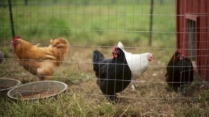 Americans are Stress Buying Backyard Chickens Amid Coronavirus