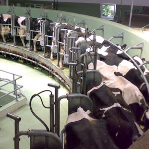 EU to Tighten Factory Farm Rules After COVID-19