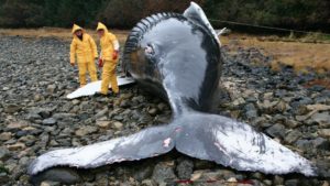 Iceland Has Killed Its ‘Last’ Whale As Industry Shuts Down ‘For Good’