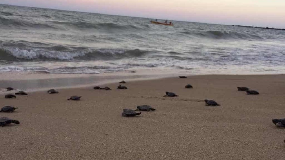70,000 Sea Turtles Nested on Beaches Emptied By COVID-19