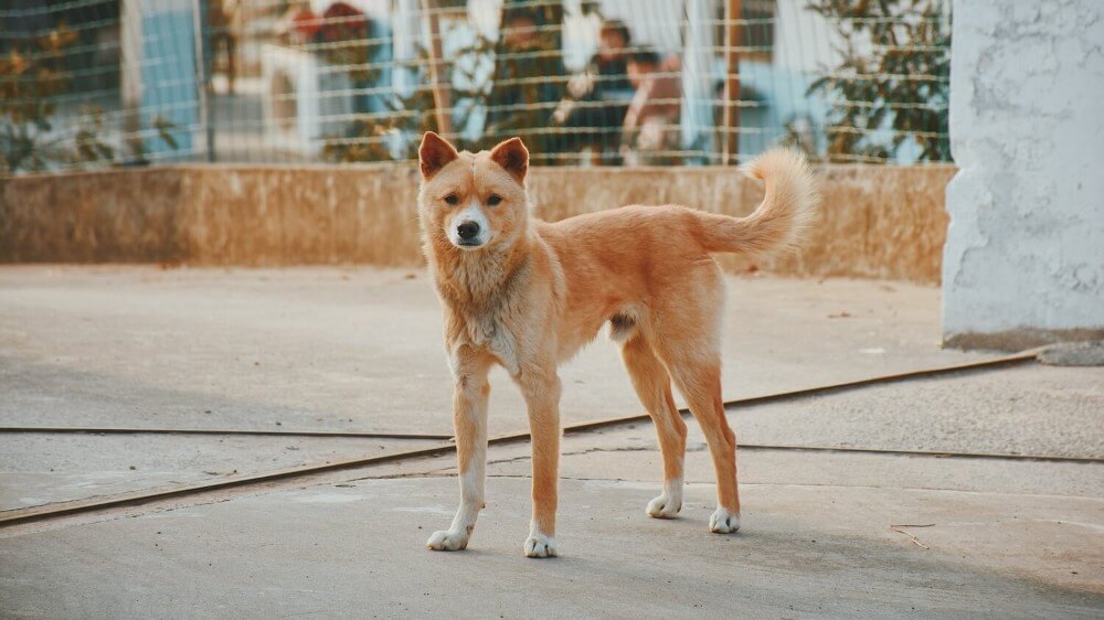China Has Just Told Citizens to Stop Eating Dog Meat