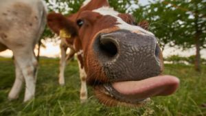You Can (And Should!) Have Zoom Meetings With Rescued Farm Animals