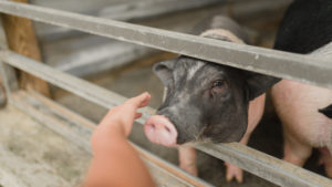 This Former Pork Farmer Rescues Pigs Now