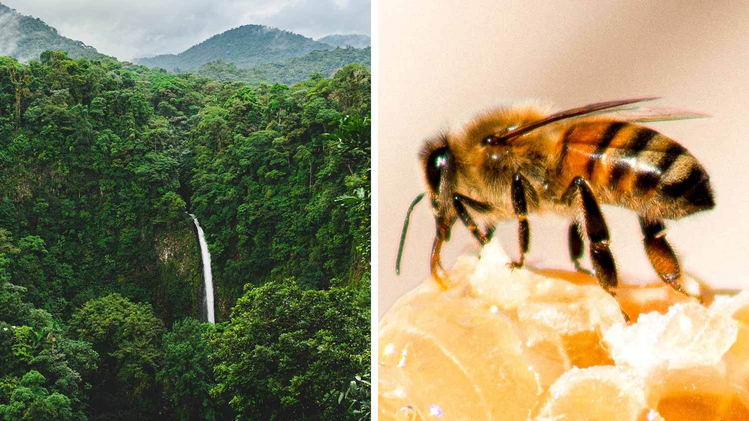 Costa Rican Bee This Costa Rican City Has Granted Bees and Trees Citizenship